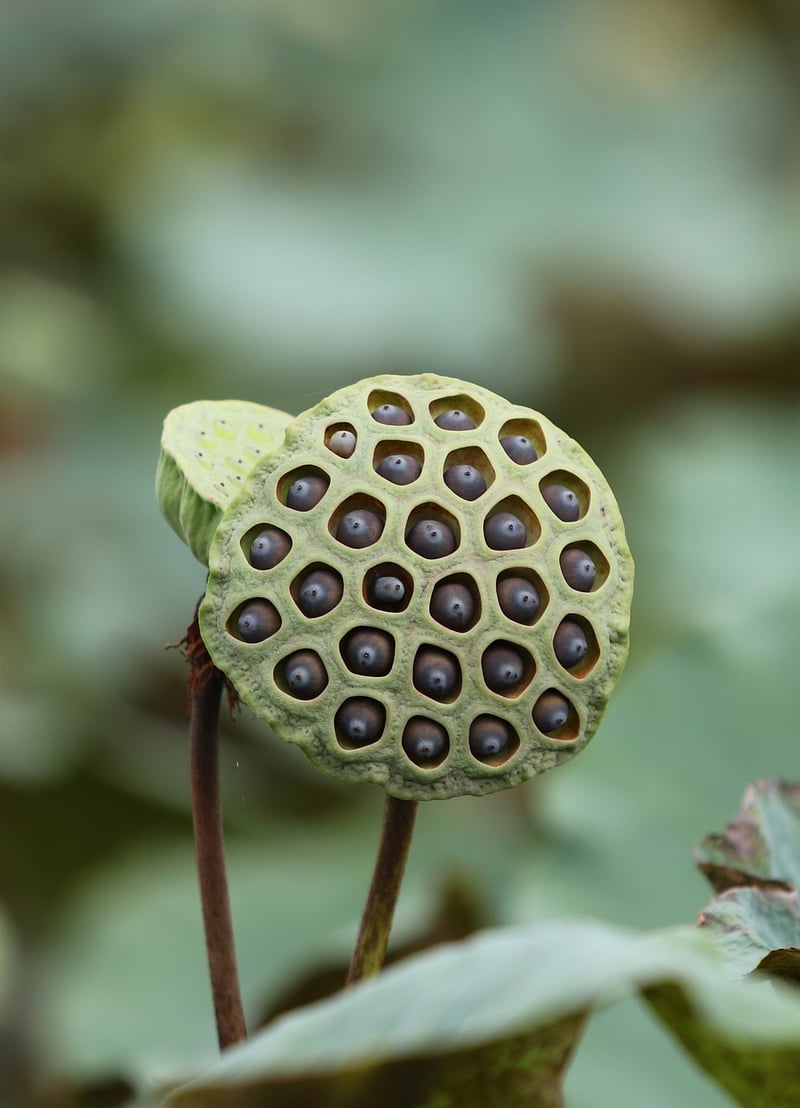Chronoportation Pod
